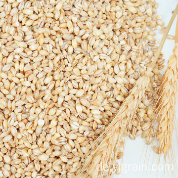 Großhandel Agrarprodukte Weizenkorn Mehrkornklasse